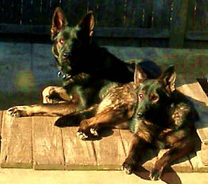 germanshepherdpuppies in ma1213121030.jpg