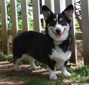 ArchieJune2009017sm.jpg