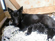 east german puppies for saleCIMG0021.jpgsavedframeluna.jpg