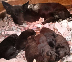 east german shepherd puppiesCIMG0263.jpglunapups2wksold.jpg