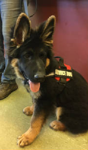 german shepherd service dog price