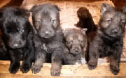 german shepherd pupsanniespups4wksold.jpg