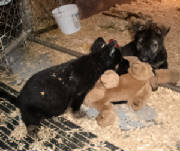 germanshepherd s for sale