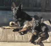 east german shepherd puppies