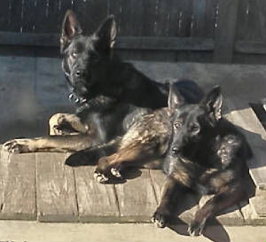 east german shepherd sable dogs