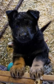 eastgermanshepherdpuppie.jpg