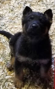 germanshepherdpuppie.jpg