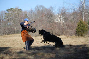 german shepherd in mass