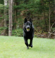 east german shepherd dogs