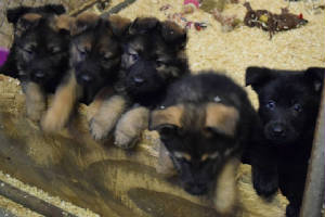 puppies192015.jpg