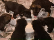 puppieslearningtoeat.jpg