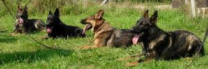 OBEDIENCE TRAINING CLASStraining2006020xsm.jpg