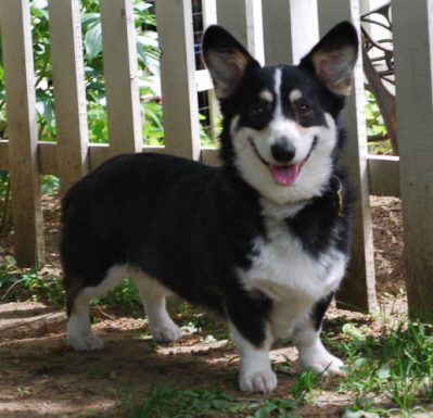 ArchieJune2009017sm.jpg