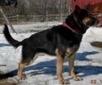 german sheherds in new england