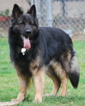 BulletJune2008019xsm.jpg