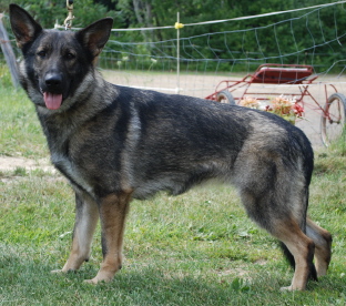 LindasdogsMia2008002xsm.jpg
