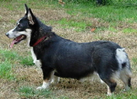 MiniMickey10.11.04014.jpg