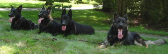 MyDogsAug.2006037sm.jpg