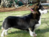 OurDogsmini4.8.05078.jpg