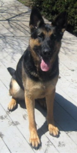 Sadie2yrs064xsm.JPG